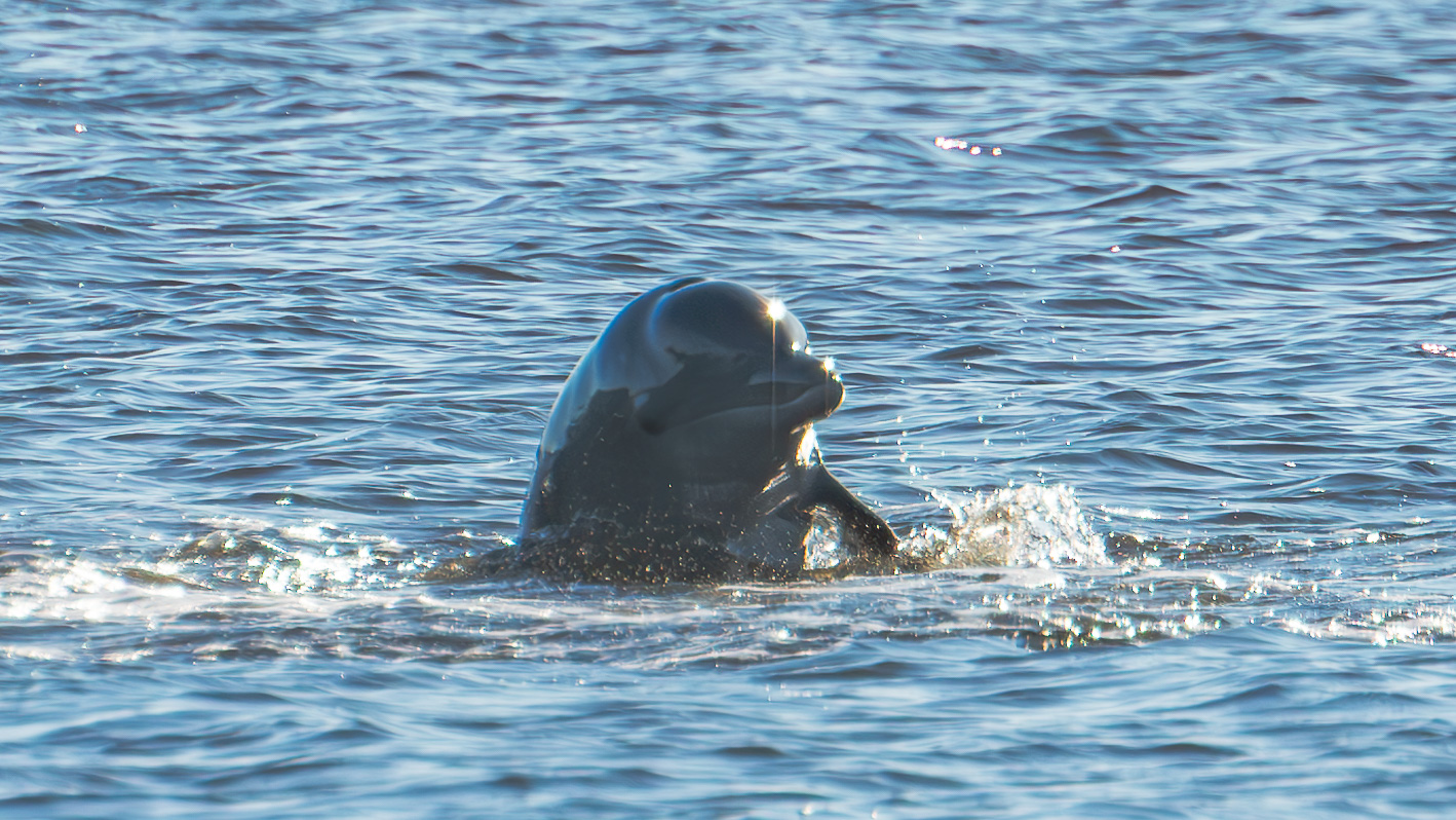 Wild Encounters Await in the New Smyrna Beach Area