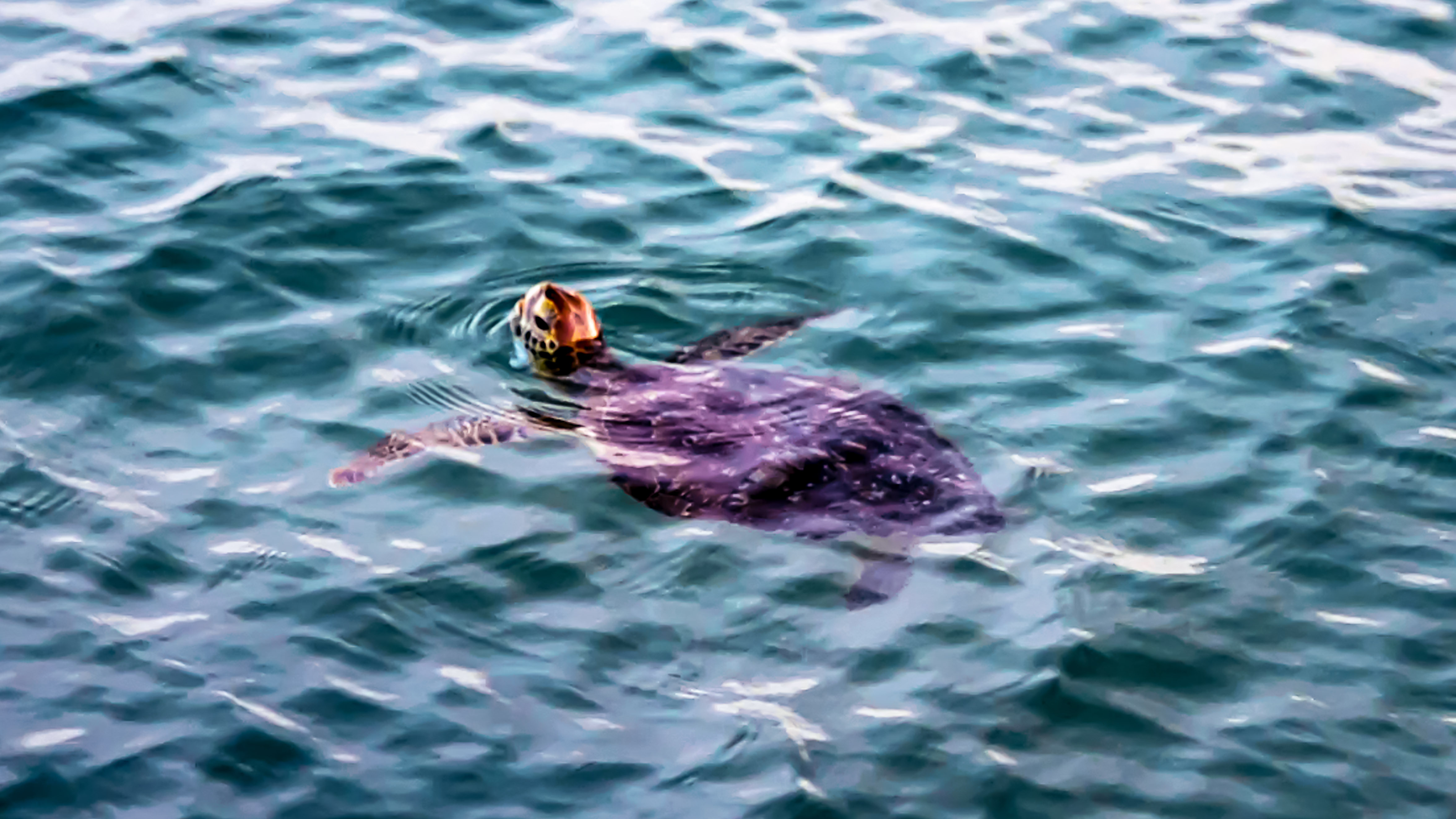 2026 Sea Turtle Season in the New Smyrna Beach Area